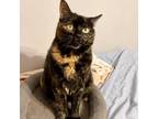 Adopt Reese a Tortoiseshell Domestic Shorthair / Mixed cat in Pittsburgh