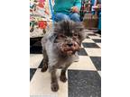 Adopt Bentley a Black - with Gray or Silver Schnauzer (Miniature) / Mixed dog in