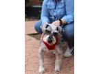 Adopt Timothy a Gray/Blue/Silver/Salt & Pepper Schnauzer (Miniature) / Mixed dog