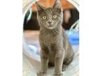 Adopt Baby a Gray or Blue Domestic Shorthair / Domestic Shorthair / Mixed cat in