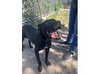 Adopt Bonnie a Black American Pit Bull Terrier / Mixed dog in Price