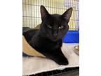Adopt Spooky a All Black Domestic Shorthair (short coat) cat in New Richmond