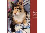 Adopt Karen a Calico or Dilute Calico Domestic Shorthair (short coat) cat in