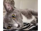Adopt Adelaide a Gray or Blue Domestic Shorthair / Domestic Shorthair / Mixed