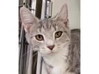 Adopt Savannah a Gray or Blue Domestic Shorthair / Domestic Shorthair / Mixed