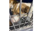 Adopt Illana a Red/Golden/Orange/Chestnut Mixed Breed (Medium) dog in