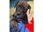 Adopt Brutus a Brown/Chocolate American Staffordshire Terrier / German Shepherd
