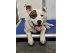 Adopt Patch a White American Pit Bull Terrier / Mixed dog in Grinnell