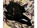 Adopt Blacky a All Black Domestic Shorthair / Domestic Shorthair / Mixed cat in