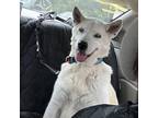 Adopt Thor a White - with Tan, Yellow or Fawn Husky / Mixed dog in Milton