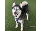 Adopt Ferno a Gray/Silver/Salt & Pepper - with White Siberian Husky / Mixed dog