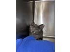 Adopt Sabastian a Gray or Blue Russian Blue (short coat) cat in Browns Mills