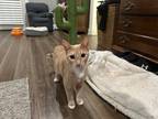 Adopt Goldie a Orange or Red Domestic Shorthair / Mixed Breed (Medium) / Mixed