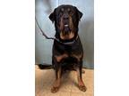 Adopt Honey Bear a Black - with Tan, Yellow or Fawn Rottweiler / Mixed dog in