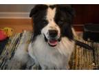 Adopt Zorro's Story a White - with Black Newfoundland / Mixed dog in Tulsa