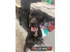 Adopt Ellie Mae a Black Retriever (Unknown Type) / Mixed dog in Greenville