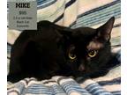 Adopt Mike a All Black Domestic Shorthair (short coat) cat in Decatur