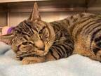 Adopt Binks a Brown Tabby Domestic Shorthair (short coat) cat in Loudon