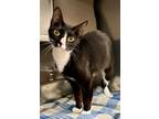 Adopt Shadow a Black & White or Tuxedo Domestic Shorthair (short coat) cat in