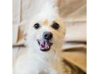 Adopt Spike a White - with Tan, Yellow or Fawn Terrier (Unknown Type