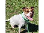 Adopt Greta a White - with Brown or Chocolate Staffordshire Bull Terrier / Mixed