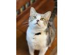Adopt Fawna a Gray or Blue Domestic Shorthair / Domestic Shorthair / Mixed cat