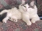 Adopt Skip a White Domestic Longhair / Domestic Shorthair / Mixed cat in Justin