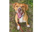 Adopt Sunny a Red/Golden/Orange/Chestnut Mixed Breed (Medium) / Mixed dog in