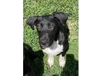 Adopt PARIS a Black - with White Labrador Retriever / Great Dane / Mixed dog in