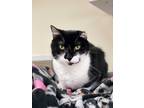 Adopt Tipsey a Black & White or Tuxedo Domestic Shorthair (short coat) cat in