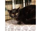 Adopt Timmy Franklin a All Black Domestic Shorthair / Mixed cat in Merrifield