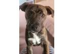 Adopt Cinnamon a Brindle Mixed Breed (Medium) dog in Lorain, OH (36256660)