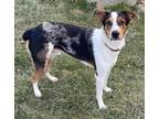 Adopt Finn a Border Collie / Australian Shepherd dog in Lorain, OH (36256663)