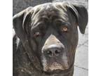Adopt Mack a Mixed Breed (Medium) dog in Lorain, OH (36256667)