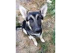 Adopt Ionna a Black - with Tan, Yellow or Fawn German Shepherd Dog / Mixed dog