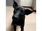 Adopt Whimpers a Black Labrador Retriever dog in Alvin, TX (36268831)