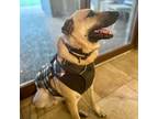 Adopt Nico a Tan/Yellow/Fawn Shepherd (Unknown Type) / Mixed dog in Austin