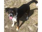 Adopt Jet a Beagle / Jack Russell Terrier / Mixed dog in Ocala, FL (36539044)