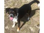 Adopt Jet a Beagle / Rat Terrier / Mixed dog in Ocala, FL (36539044)