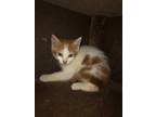 Adopt WAYDE a Domestic Shorthair / Mixed (short coat) cat in Marianna