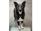 Adopt BC x ACD Earl a Border Collie / Australian Cattle Dog dog in Remus