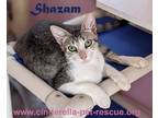 Adopt Shazam a Domestic Shorthair cat in Mission, TX (34139196)