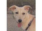 Adopt TUCKER (Oman, yo) a White Saluki dog in Langley, BC (36285060)