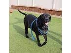 Adopt Oliver a Black Mixed Breed (Medium) dog in Port Washington, NY (36797725)