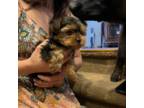 Yorkshire Terrier Puppy for sale in Pueblo West, CO, USA