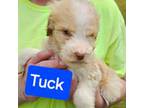 Aussiedoodle Puppy for sale in Union Grove, AL, USA