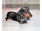 Dachshund PUPPY FOR SALE ADN-778852 - Young Adult Dachshund