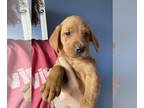 Labrador Retriever PUPPY FOR SALE ADN-778932 - Fox red lab puppies