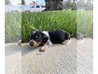 Dachshund PUPPY FOR SALE ADN-778936 - Fly