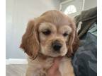 Cocker Spaniel PUPPY FOR SALE ADN-778942 - Male Cocker Spaniel